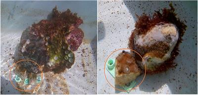 The Influence of Foureye Butterflyfish (Chaetodon capistratus) and Symbiodiniaceae on the Transmission of Stony Coral Tissue Loss Disease
